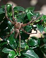 Pisaurina mira, female