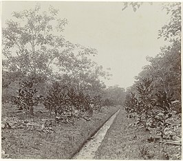 Jonge koffieplanten in Saramacca, Suriname, 1918