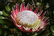 King Protea (Protea cynaroides)