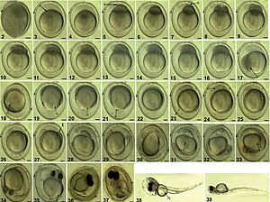 Embryonale ontwikkeling van Pseudorasbora parva: (2) Bevrucht ei; (3) Het volledig gezwollen ei (A, blastoderm); (4) Blastodiscvorming; (5) De eerste klievingsgroef (B, klievingsgroef); (6) 2-celfase; (7) De tweede klievingsgroef (B, klievingsgroef); (8) 4-celfase; (9) fase met 8 cellen; (10) fase met 16 cellen; (11) fase met 32 cellen; (12) fase met 64 cellen; (13) Cellulousfase; (14) Morula-fase; (15) Vroege blastulafase; (16) Middenblastulafase; (17) Late blastulafase (C, epibolycellen); (18) Vroege gastrulafase (D, kiemring); (19) Middengastrulafase (D, kiemring); (20) Late gastrulafase (D, kiemring); (21) Neurale embryovorming (E, blastoporus); (22) Blastoporus gesloten fase; (23) Somiet-uiterlijk (F, somiet); (24) Uiterlijk van vesicula optica (G, vesicula optica); (25) Uiterlijk van de optische capsule; (26) Notochord-uiterlijk (H, chorda dorsalis); (27) Uiterlijk van de staartknop (I, staartknop); (28) Uiterlijk van de vesicae oticae; (29) Vorming van kristallijne lenzen; (30) Spierfunctiefase; (31) Uiterlijk van de hartknop (J, hartknop); (32) Hartslagfase; (33) Otoliet-uiterlijk (K, otoliet); (34) Uiterlijk van oogpigment; (35) Uiterlijk van de borstvinknop (L, borstvinknop); (36) Uiterlijk van lichaamspigment (M, lichaamspigment); (37) Profase van uitkomen; (38) Uitkomstfase (N, dooierzak); (39) Pas uitgekomen larve. Schaalbalken: 2–37 = 0,2 mm, 38–39 = 0,5 mm.