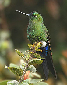 Langhaledunfot, Eriocnemis luciani Foto: Michael Woodruff