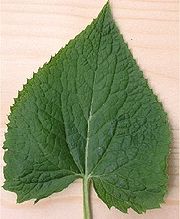 hartvormig blad van wilde judaspenning (Lunaria rediviva)