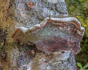 Versteende berkendoder (Piptoporus betulinus). 12-07-2020 (d.j.b.) 01