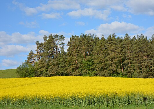 Yellow field, blue sky.