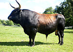 photo couleur d'un taureau noir à flancs fauve foncé. Ses cornes sont dressées vers l'avant. Sa silhouette est musclée et charpentée.