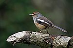 Thumbnail for File:Madagascar magpie-robin (Copsychus albospecularis pica) female.jpg