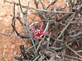 Microloma calycinum, Richtersveld