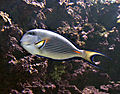 Acanthurus sohal