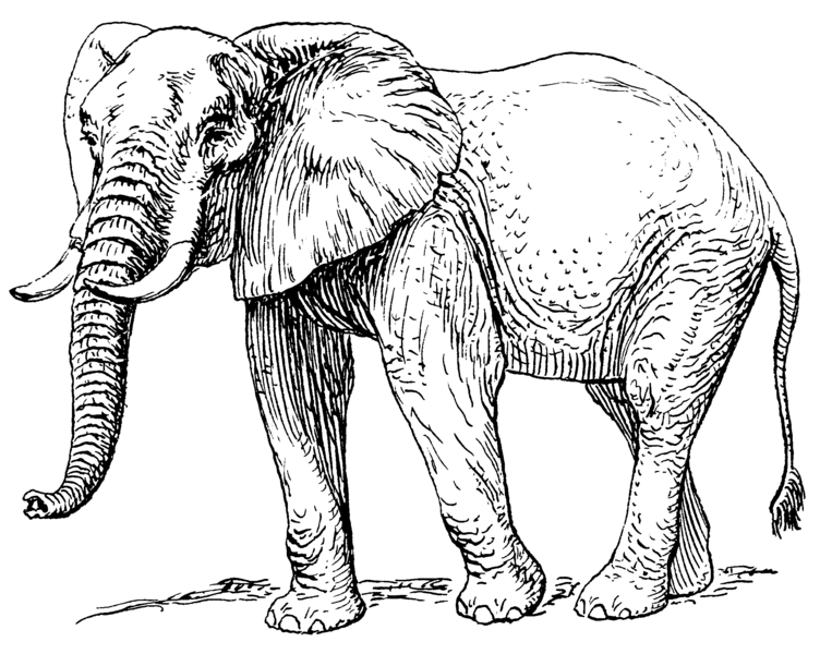 File:African elephant (PSF).png