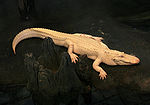 Albino American Alligator