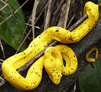 Oropel, bocaracá (Bothriechis schlegelii)