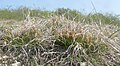 Carex humilis Tauberland, Deutschland