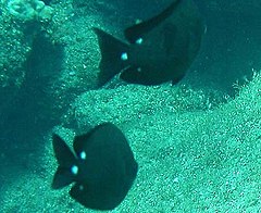 Description de l'image Chromis_verater_by_NPS.jpg.