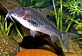 Corydoras semiaquilus