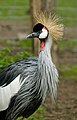 A grey crowned crane (Balearica regulorumin)