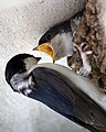 Feeding young in nest; Crewe, Cheshire, UK