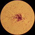 Streptococcus lactis