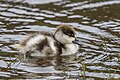 * Nomination Paradise shelduck (Tadorna variegata) chick --Charlesjsharp 11:53, 28 October 2024 (UTC) * Promotion  Support Good quality ReneeWrites 11:53, 28 October 2024 (UTC)