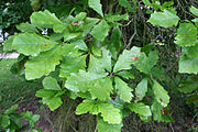 Leaves