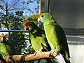 Amazona rhodocorytha (cat.)