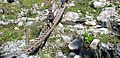 Bridge over creek Peleaga, Rumania