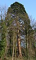 Ein Riesenmammutbaum (Sequoiadendron giganteum) am Burgberg A giant sequoia at the castle hill