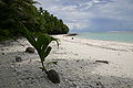 Strand auf Swains Island