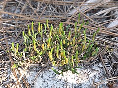 Sélaginelle de sable (Selaginella arenicola)