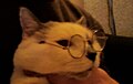 Cat with glasses