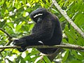 * Nomination: Wild male Western Hoolock gibbon (Hoolock hoolock), West Garo Hills, Meghalaya --Tagooty 00:49, 27 October 2024 (UTC) * * Review needed