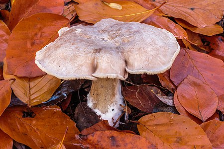 Nevelzwam (nebularis) tussen afgevallen beukenblad (d.j.b.) 01