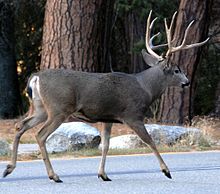 Odocoileus hemionus 1.jpg