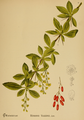 Berberis vulgaris Plate 15 in: American Medicinal Plants, 1887