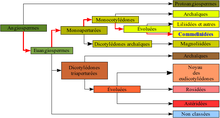 "Représentation graphique de la classification phylogénétique"