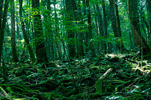 Aokigahara Forest.jpg