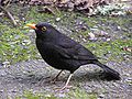 Turdus merula (cat.)