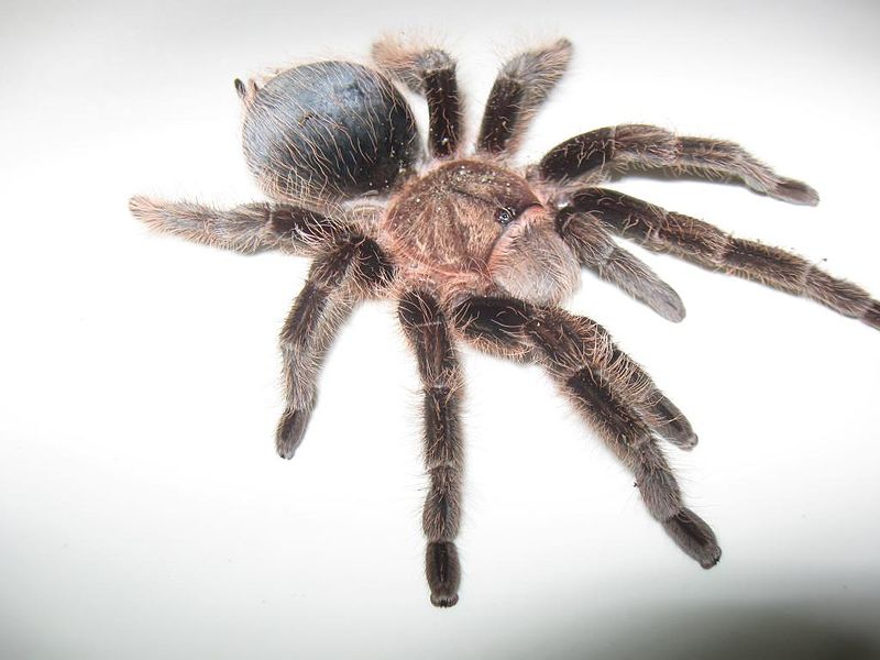 File:Brachypelma albopilosum2.JPG