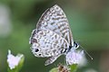 Leptotes cassius