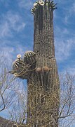 Saguaro Cactus in bloom