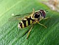 Dasysyrphus albostriatus ♂