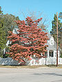 shrub, fall colour