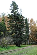 Ejemplar Sequoia sempervirens.jpg