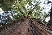 Facing upward from right next to the tree trunk, showing a small gray pipe going all the way up to the leaves