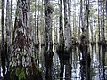 Florida Cypress Dome i Big Cypress National Preserve.