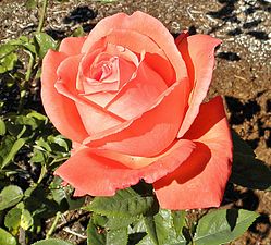 'Super Star', Tantau 1960, (Seedling × 'Peace') × (Seedling × 'Alpin Glow')