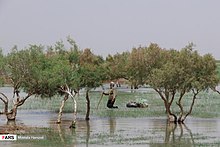 Hamoun wetland 2020-05-09 05.jpg