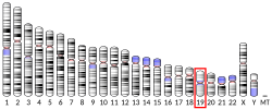 Thumbnail for Prostacyclin receptor