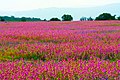 Kaas Plateau, part of a UNESCO World Natural Heritage Site