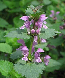 foltos árvacsalán (Lamium maculatum)