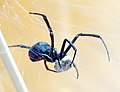 This spider has caught an insect in her web, has wrapped it in silk, and will soon eat it.